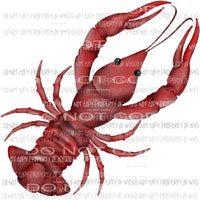 Crawling Crawfish Sublimation transfers Heat Transfer